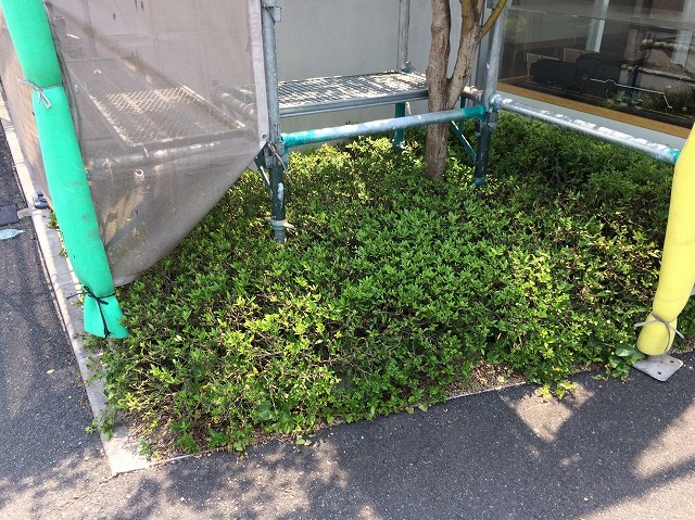 植え込みの上の足場