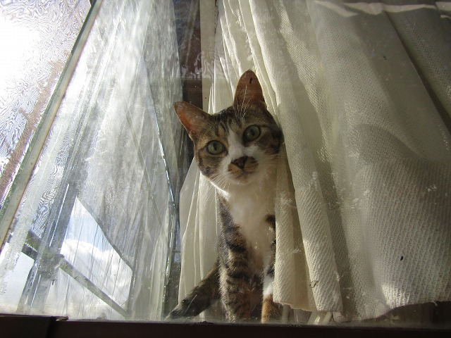 出窓のネコちゃん