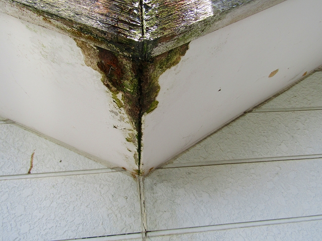 屋根からの雨漏り