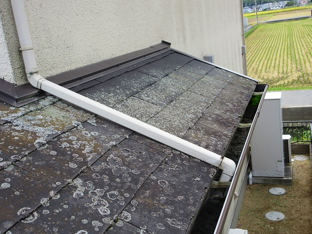 塗装前の屋根　苔が多い